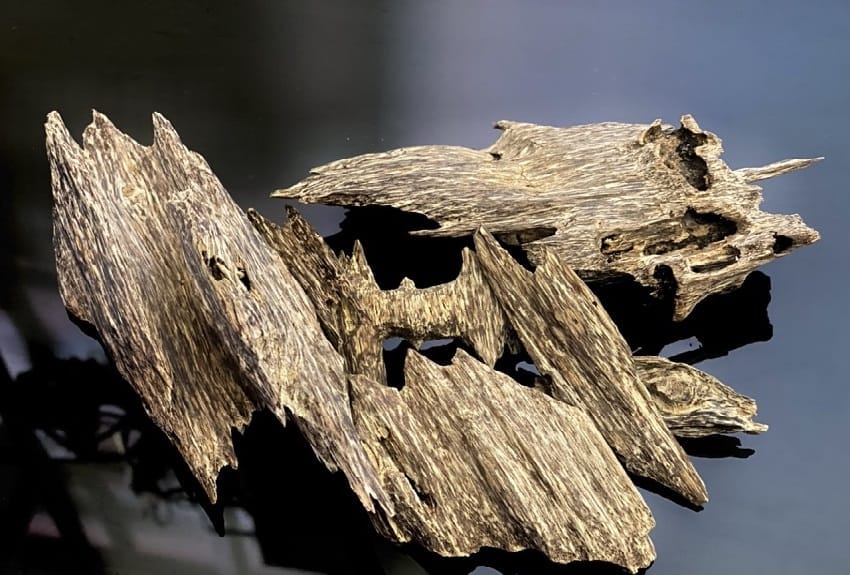 Agarwood is the wood formed inside the Aquilaria tree