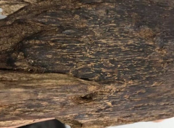 Agarwood agarwood will have more oil than regular agarwood
